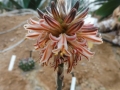Aloe compressa v.schistophila