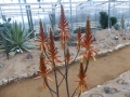 Aloe cryptopoda