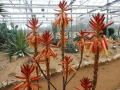 Aloe cryptopoda