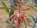 Aloe decaryi