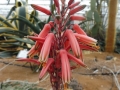 Aloe deltoideodonta