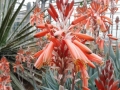 Aloe deltoideodonta