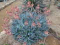 Aloe deltoideodontha