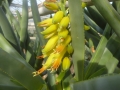 Aloe dichotoma