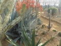 Aloe dyeri