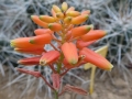 Aloe 'fire bird'