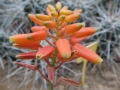 Aloe 'fire bird'