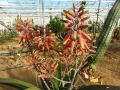 Aloe fleurentiniorum