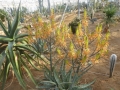 Aloe fosteri