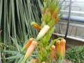 Aloe glauca