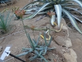 Aloe hoffmannii