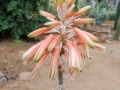 Aloe ibitiensis