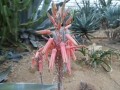 Aloe imalotensis v.longeracemosa