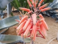 Aloe imalotensis v.longeracemosa