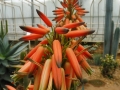 Aloe khamiesensis