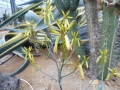 Aloe labworana