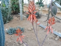 Aloe manandonae