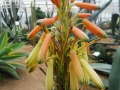 Aloe pachygaster