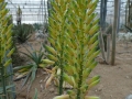 Aloe palmiformis