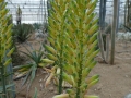 Aloe palmiformis