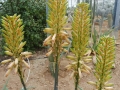 Aloe palmiformis