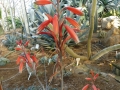 Aloe parvula