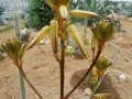 Aloe peckii