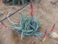 Aloe pictifolia