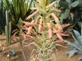 Aloe prinslooi