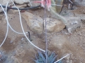 Aloe pseudoparvula