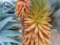 Aloe rubroviolacea