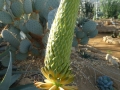 Aloe rubroviolacea