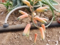 Aloe squarrosa