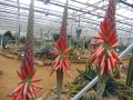 Aloe suprafoliata