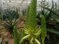 Aloe vambalenii