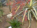 Aloe wilsonii