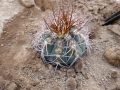 Gymnocalycium acorrugatum