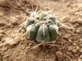 Gymnocalycium affine