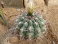 Gymnocalycium ambatoense