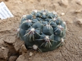 Gymnocalycium amerhauseri