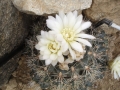 Gymnocalycium andreae