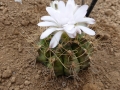 Gymnocalycium anisitsii