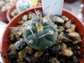 Gymnocalycium armatum