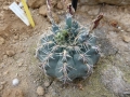 Gymnocalycium baldianum