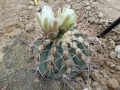 Gymnocalycium bayrianum