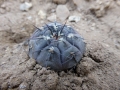 Gymnocalycium berchtii