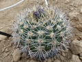 Gymnocalycium bicolor