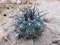 Gymnocalycium borthii BO 55