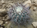 Gymnocalycium bozsingianum