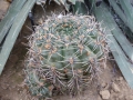 Gymnocalycium brachyanthum